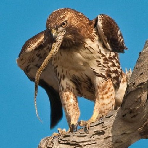 عکس عقاب واقعی بزرگ