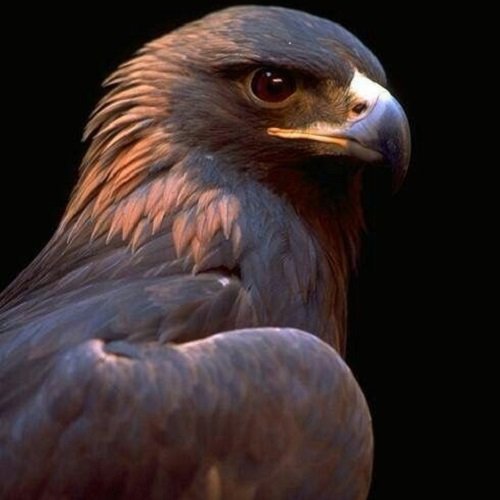 عکس عقاب واقعی بزرگ