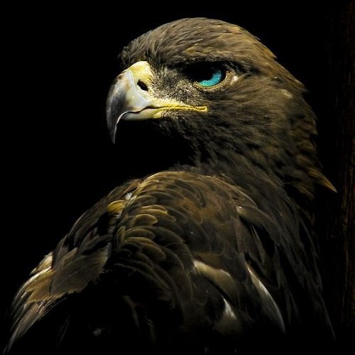 عکس عقاب واقعی بزرگ