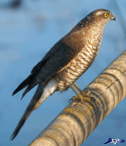  عکس شاهین و عقاب