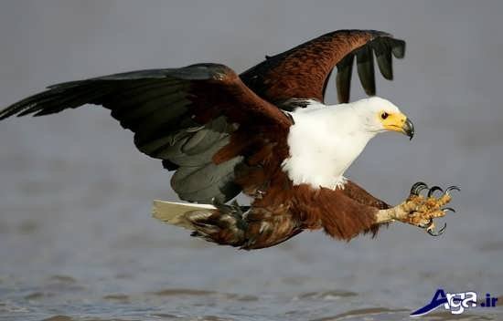  عکس شاهین و عقاب