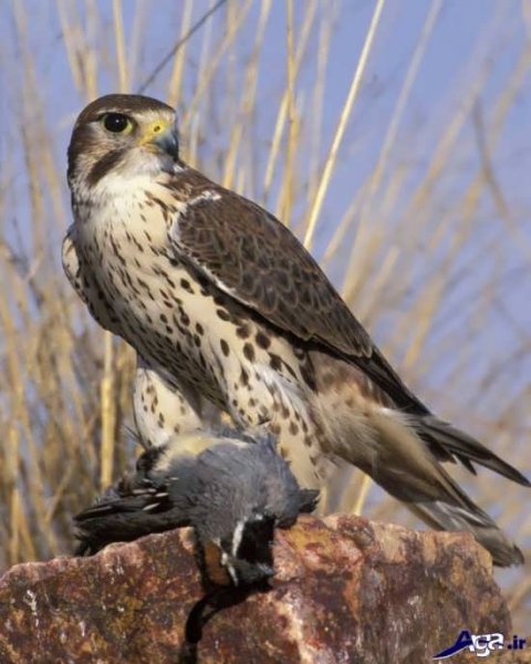  عکس شاهین و عقاب
