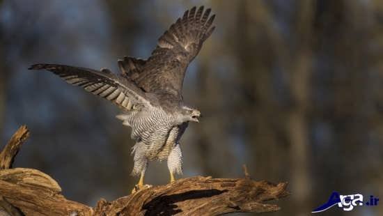 عکس شاهین و عقاب