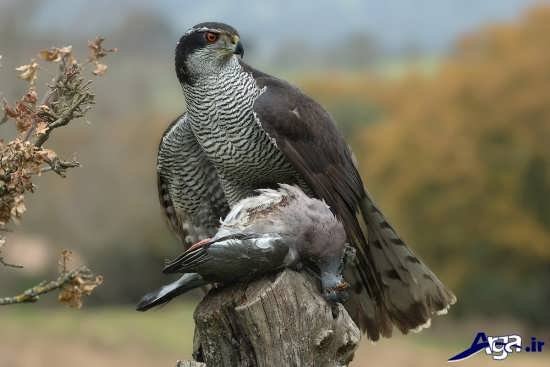  عکس شاهین و عقاب