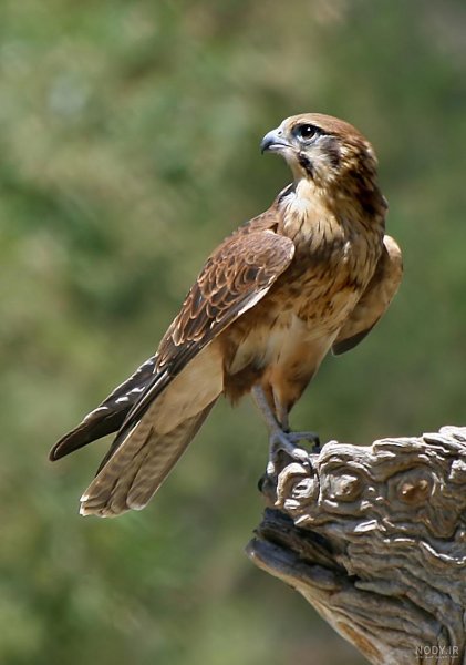 عکس شاهین پرنده شکاری پرسرعت