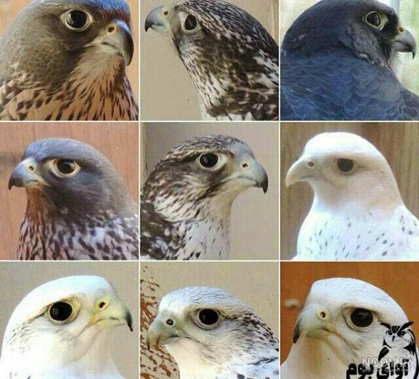 عکس شاهین واقعی