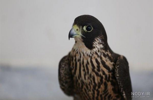 عکس شاهین واقعی