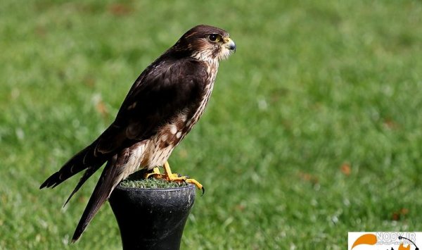 عکس شاهین واقعی