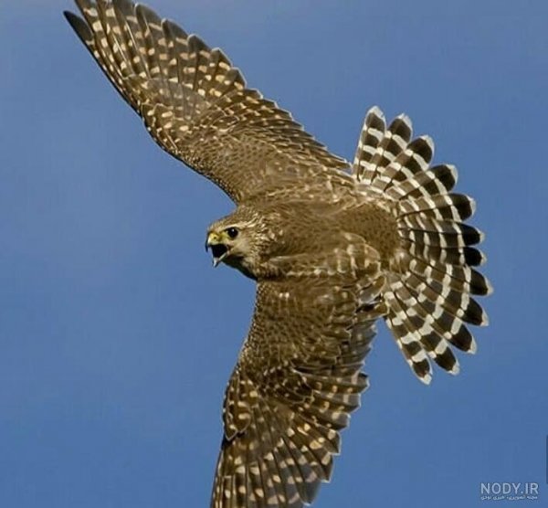 عکس شاهین واقعی