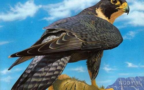 عکس شاهین واقعی