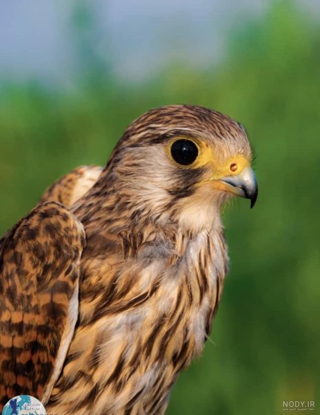 عکس شاهین واقعی