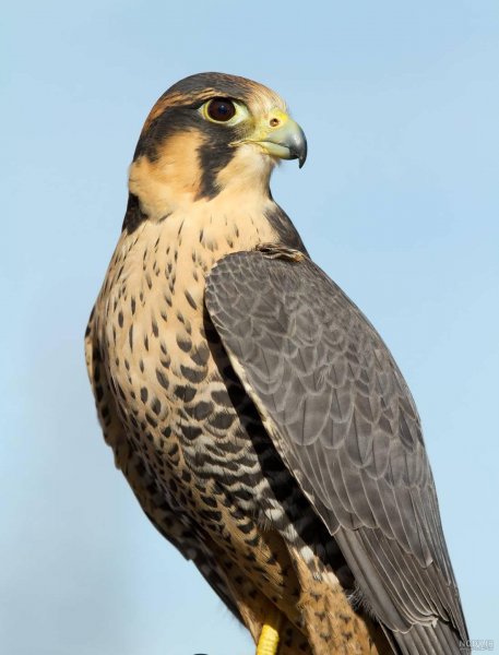 عکس شاهین واقعی