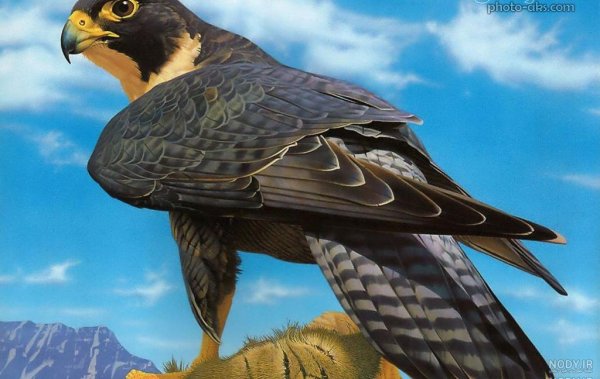 عکس شاهین واقعی