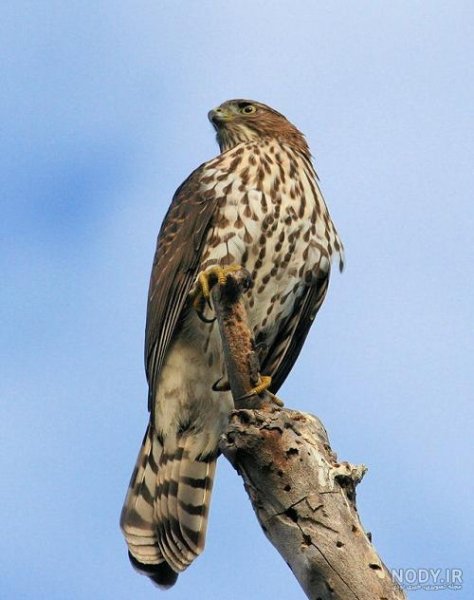 عکس شاهین واقعی