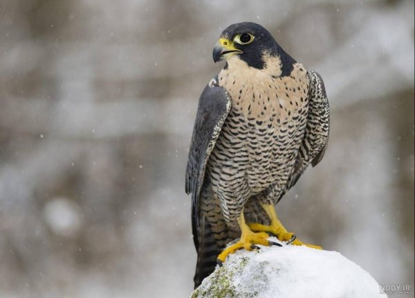 عکس شاهین واقعی