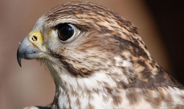 عکس شاهین واقعی