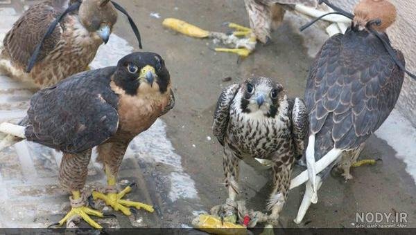 عکس شاهین واقعی