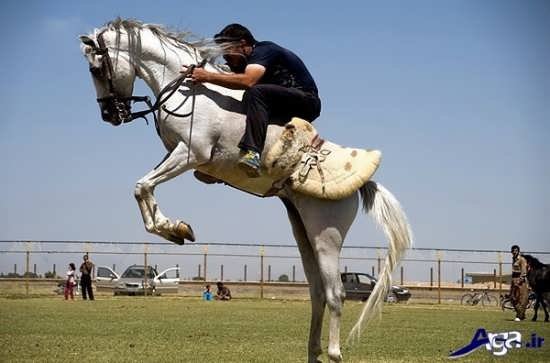 عکس اسب های سفید اصیل ایرانی