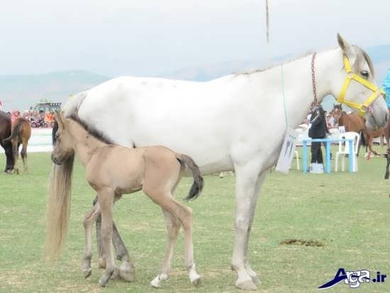  عکس اسب های سفید اصیل ایرانی