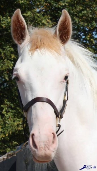  عکس اسب های سفید اصیل ایرانی