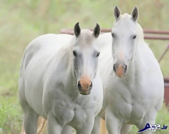  عکس اسب های سفید اصیل ایرانی