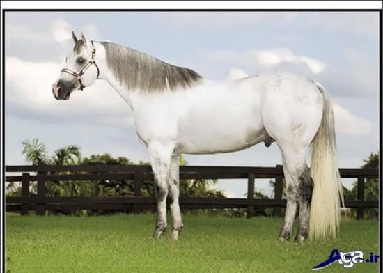  عکس اسب های سفید اصیل ایرانی