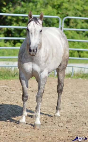  عکس اسب های سفید اصیل ایرانی