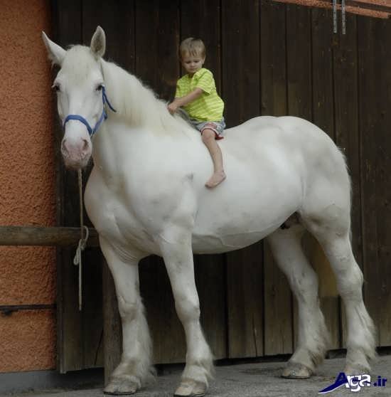  عکس اسب های سفید اصیل ایرانی