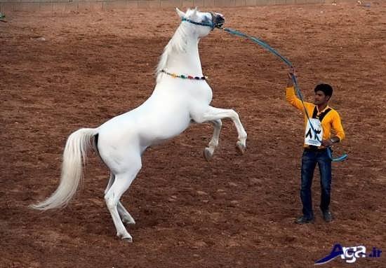  عکس اسب های سفید اصیل ایرانی
