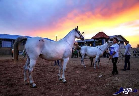  عکس اسب های سفید اصیل ایرانی