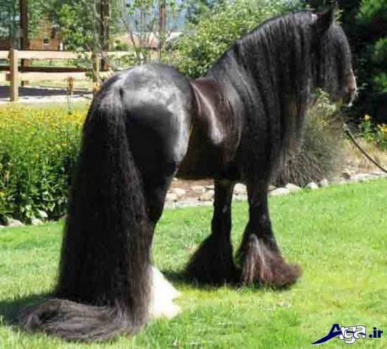 عکس اسب های زیبا و وحشی