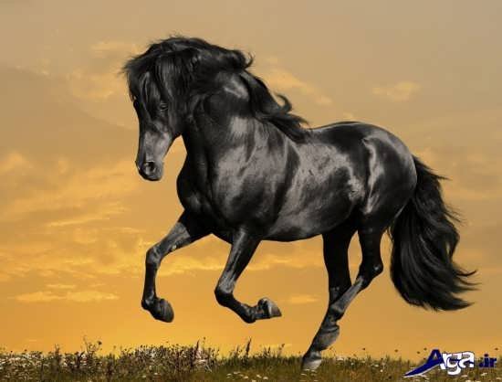 عکس اسب واقعی