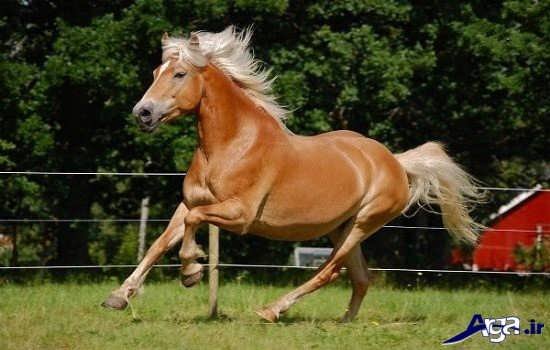  عکس اسب های زیبا و وحشی