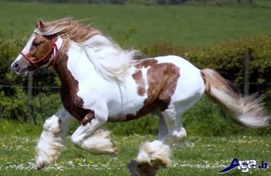 عکس اسب واقعی