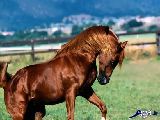عکس اسب واقعی