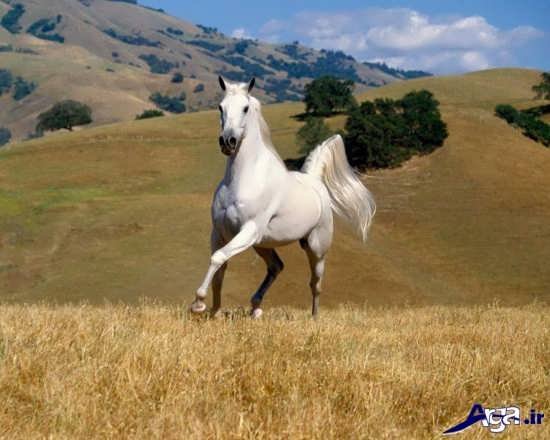 عکس اسب واقعی