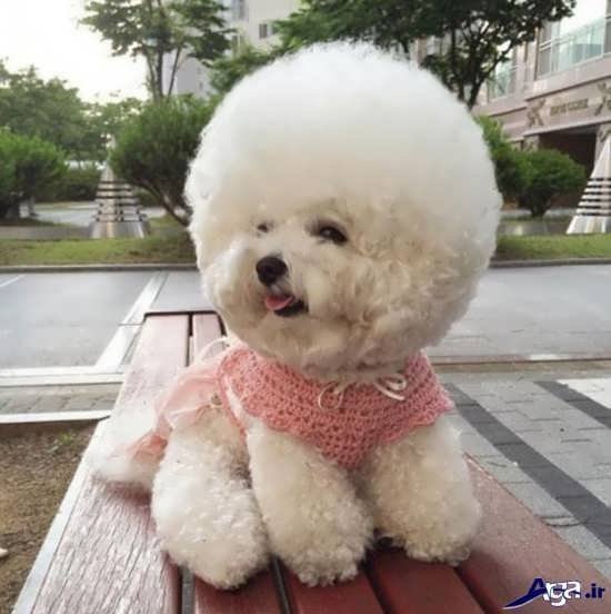 عکس سگ های پا کوتاه پشمالو