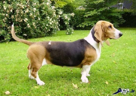 عکس سگ کوچولو خوشگل برای پروفایل