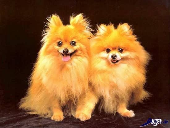 عکس سگ کوچولو خوشگل برای پروفایل