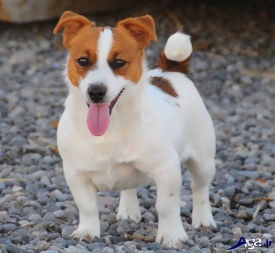 عکس سگ کوچولو خوشگل برای پروفایل