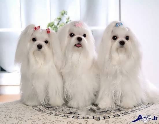 عکس سگ کوچولو خوشگل برای پروفایل