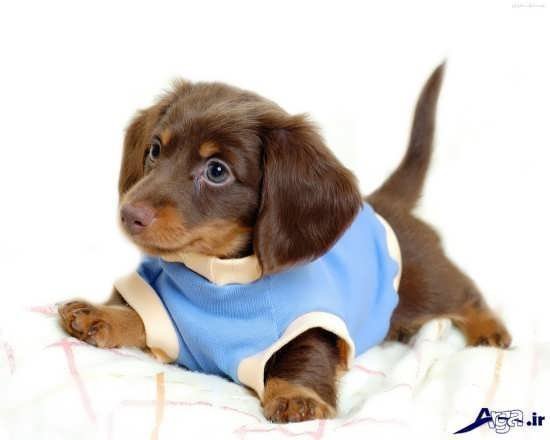  عکس سگ های پا کوتاه پشمالو