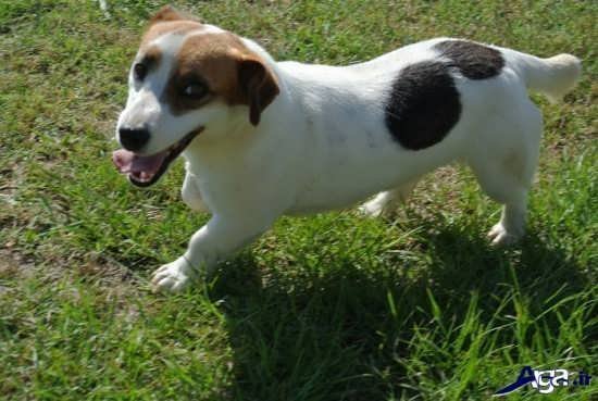 عکس سگ کوچولو خوشگل برای پروفایل