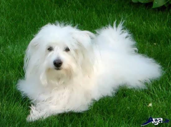 عکس سگ کوچولو خوشگل برای پروفایل