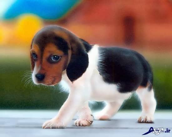 عکس سگ کوچولو خوشگل برای پروفایل