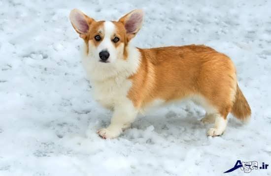 عکس سگ کوچولو خوشگل برای پروفایل