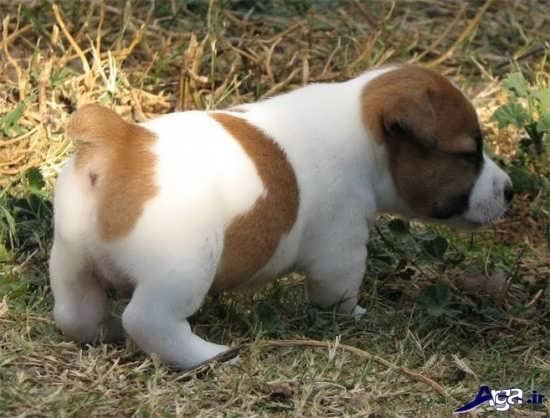 عکس سگ کوچولو خوشگل برای پروفایل