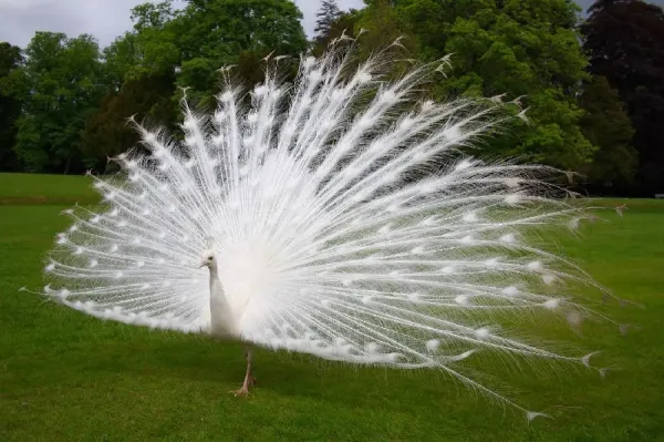  گالری تصاویر زیبا از طاووس سفید