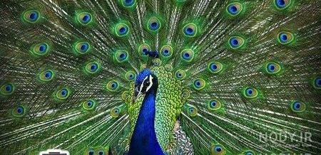 عکس طاووس رنگارنگ واقعی