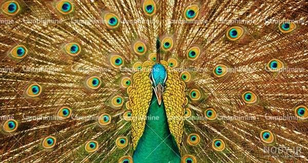  عکس طاووس رنگارنگ واقعی